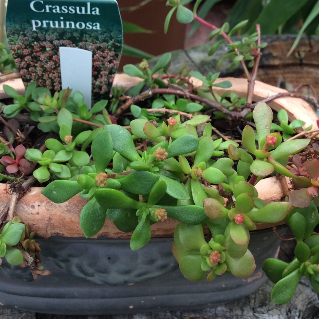 Crassula Pruinosa in the GardenTags plant encyclopedia