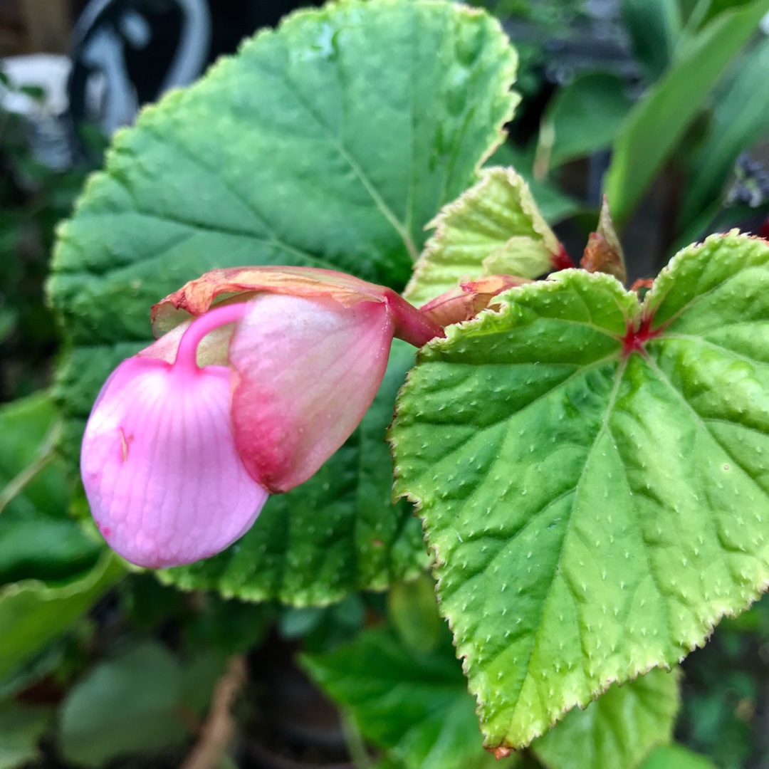 Hardy Begonia Herons Pirouette in the GardenTags plant encyclopedia