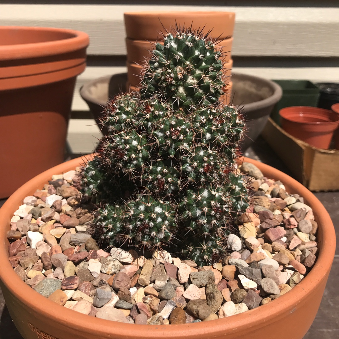 Mammillaria voburnensis in the GardenTags plant encyclopedia