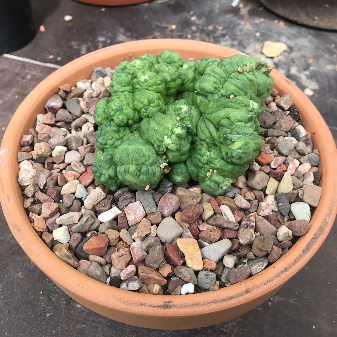 Powder Puff Cactus Fred Crested in the GardenTags plant encyclopedia