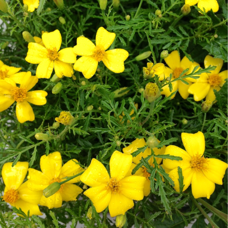 Signet marigold in the GardenTags plant encyclopedia