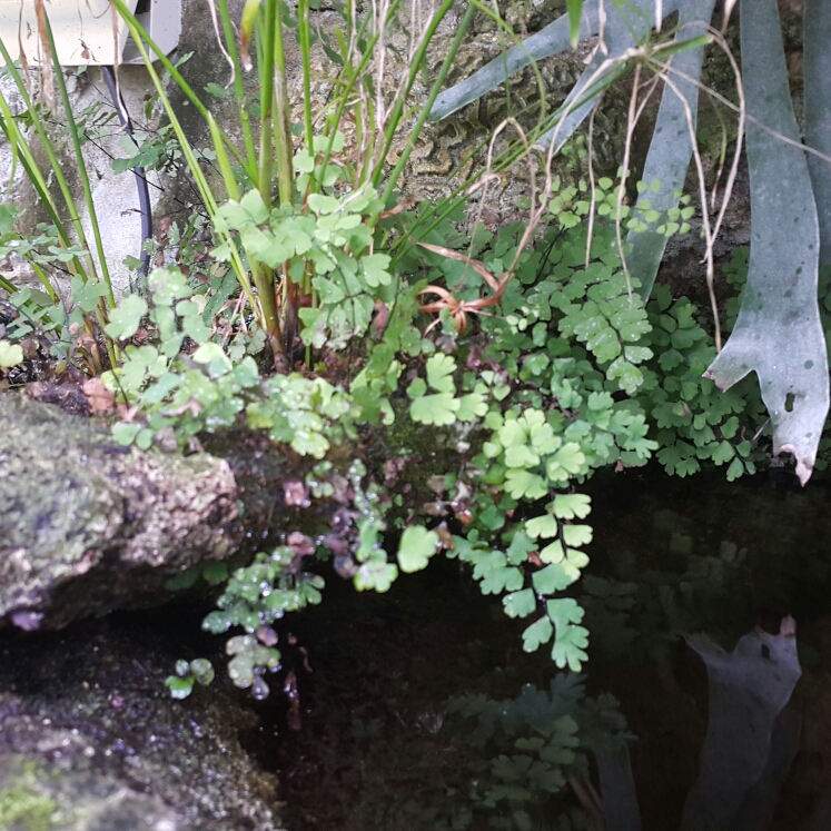 Bermuda Maidenhair Fern in the GardenTags plant encyclopedia