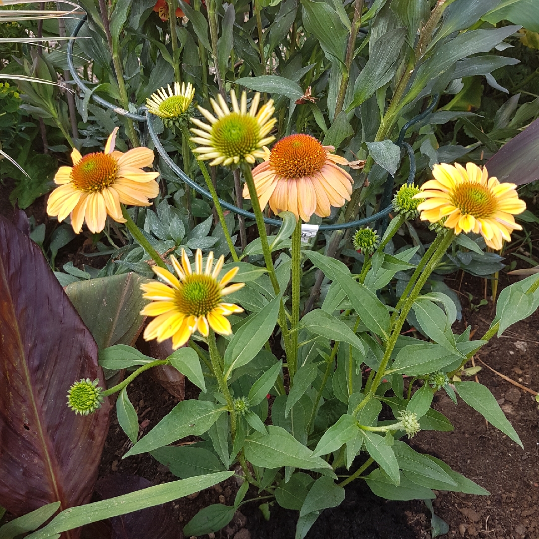 Coneflower Mooodz Sympathy in the GardenTags plant encyclopedia