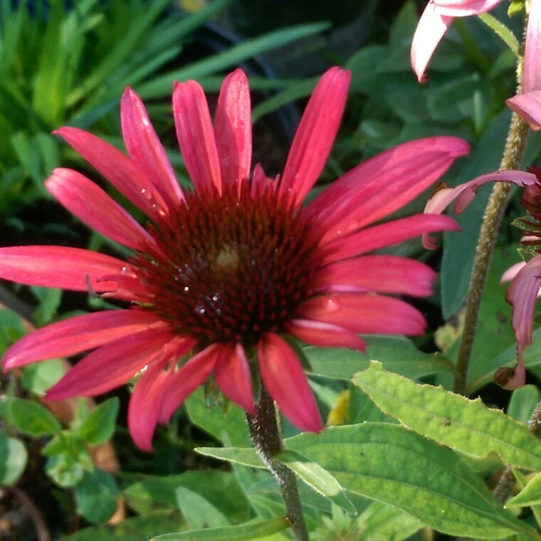 Coneflower Solar Flare in the GardenTags plant encyclopedia