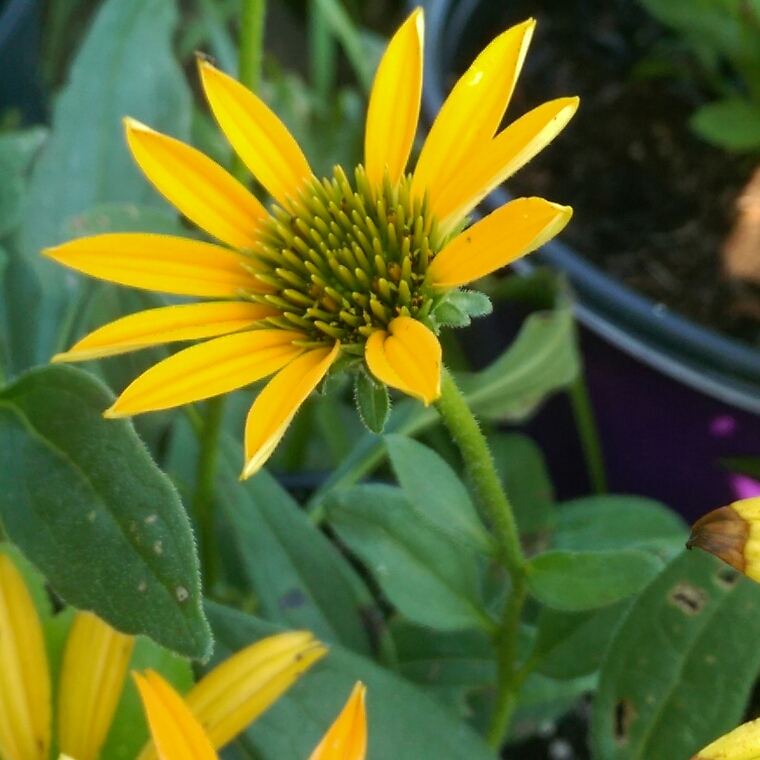 Coneflower Now Cheesier in the GardenTags plant encyclopedia