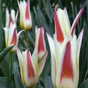 Tulip Johann Strauss (Kaufmanniana) in the GardenTags plant encyclopedia