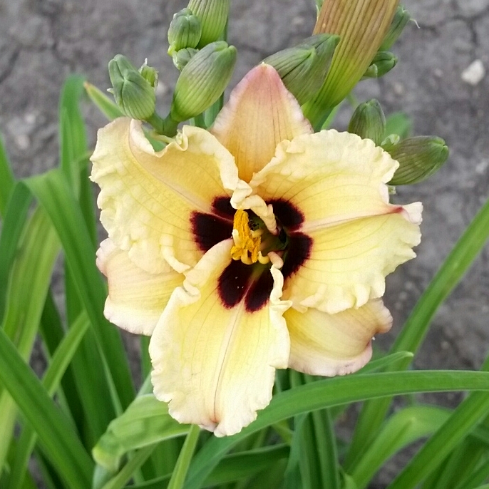 Daylily Blackberry Candy in the GardenTags plant encyclopedia