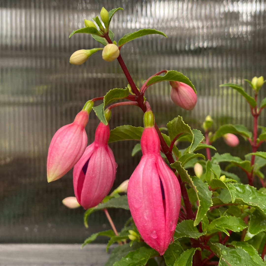 Fuchsia Bella Fuchsia Mariska in the GardenTags plant encyclopedia