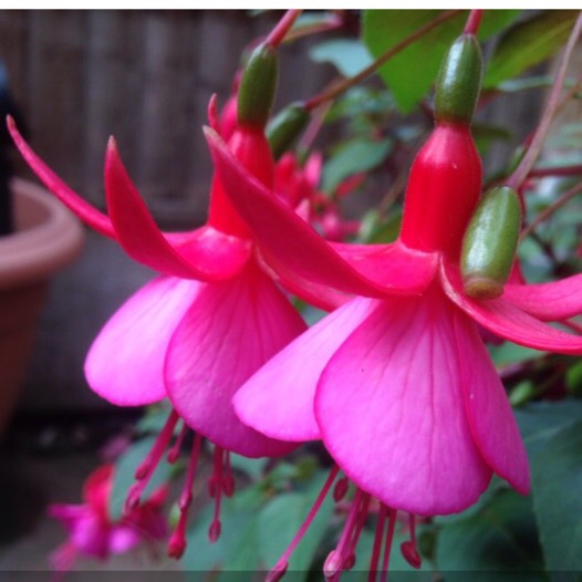 Fuchsia Bella Fuchsia Julia in the GardenTags plant encyclopedia