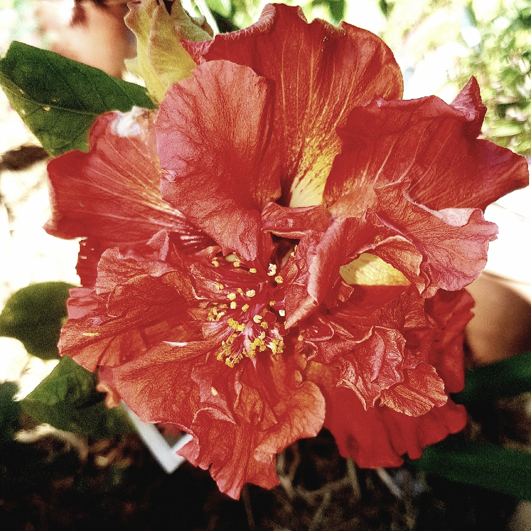 Hibiscus Jamie Lea in the GardenTags plant encyclopedia