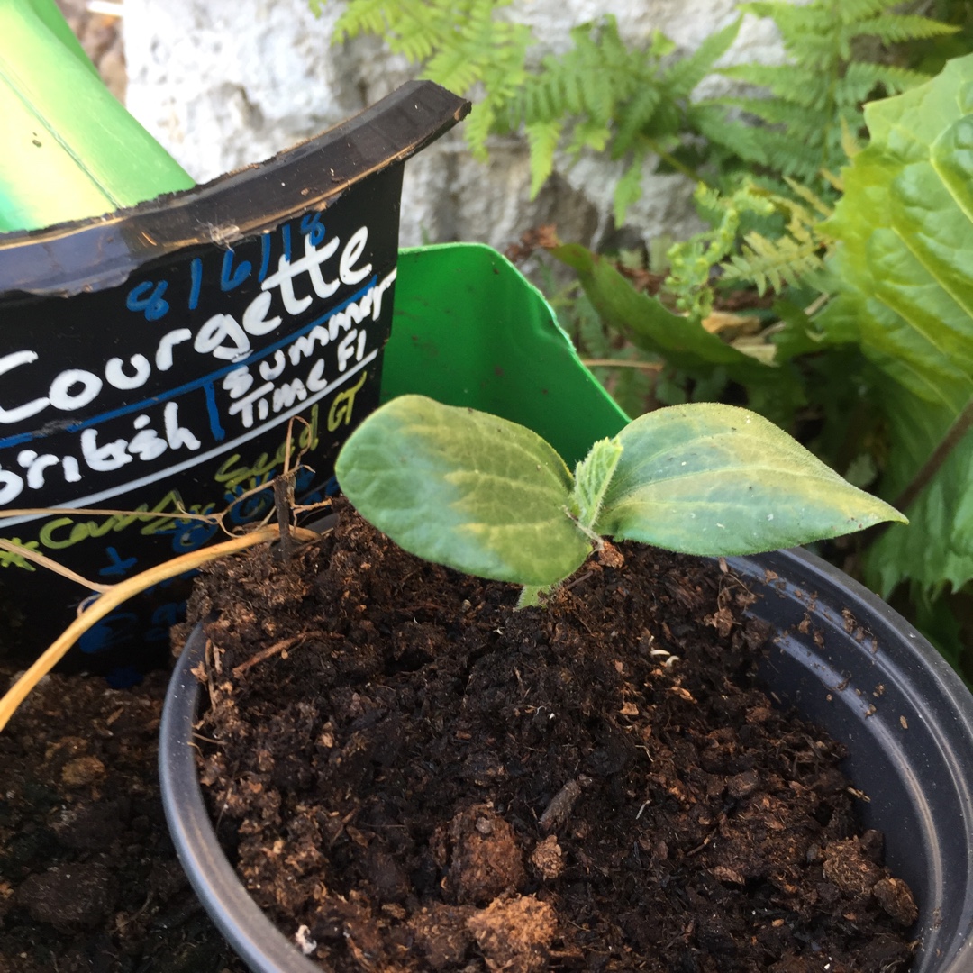 Courgette British Summer Time in the GardenTags plant encyclopedia