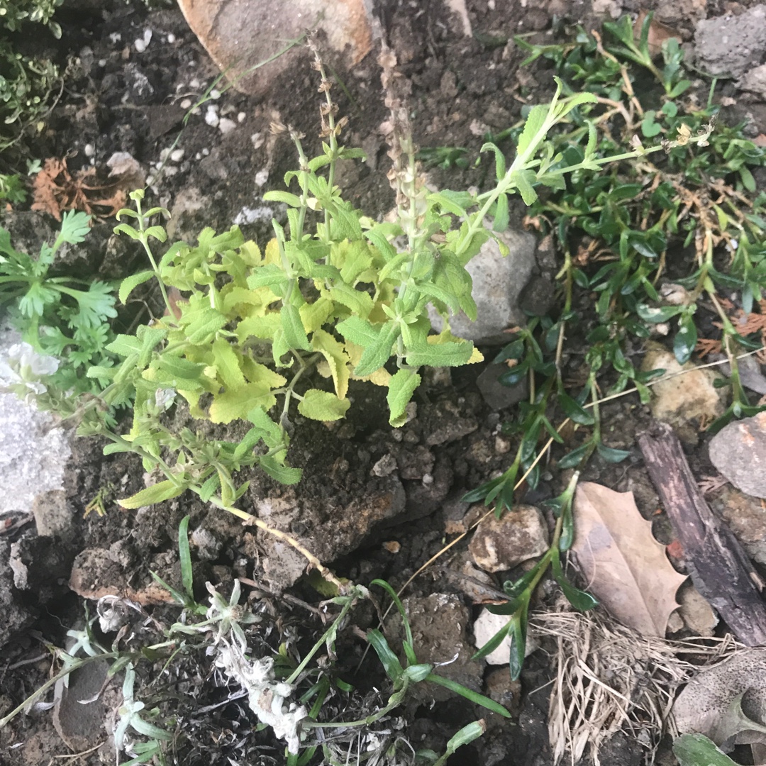 Wood Sage Schneehugel in the GardenTags plant encyclopedia