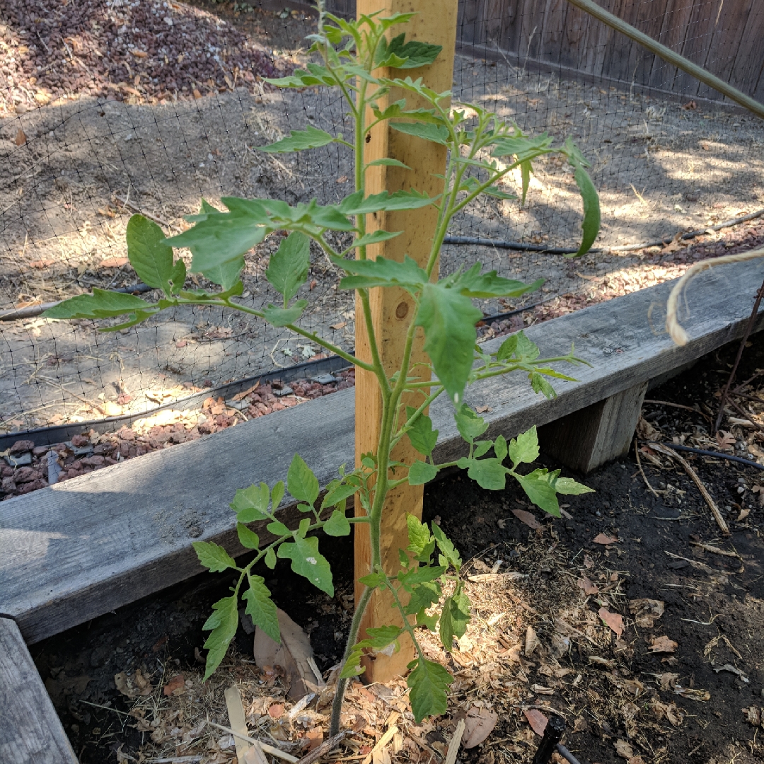 Tomato Aussie in the GardenTags plant encyclopedia