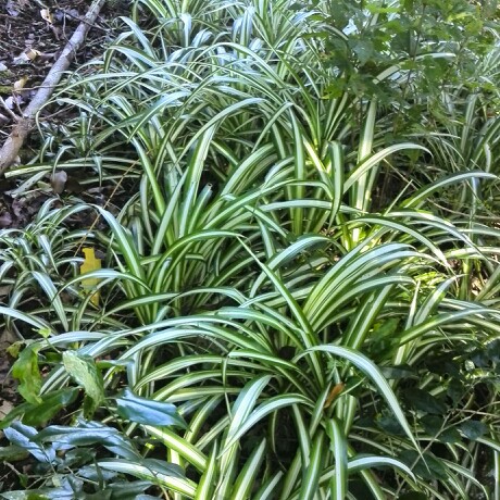 Spider Plant Vittatum in the GardenTags plant encyclopedia