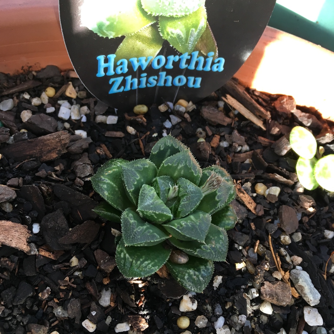 Haworthia Zhishou in the GardenTags plant encyclopedia