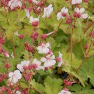 Bigroot Cranesbill Spessart in the GardenTags plant encyclopedia