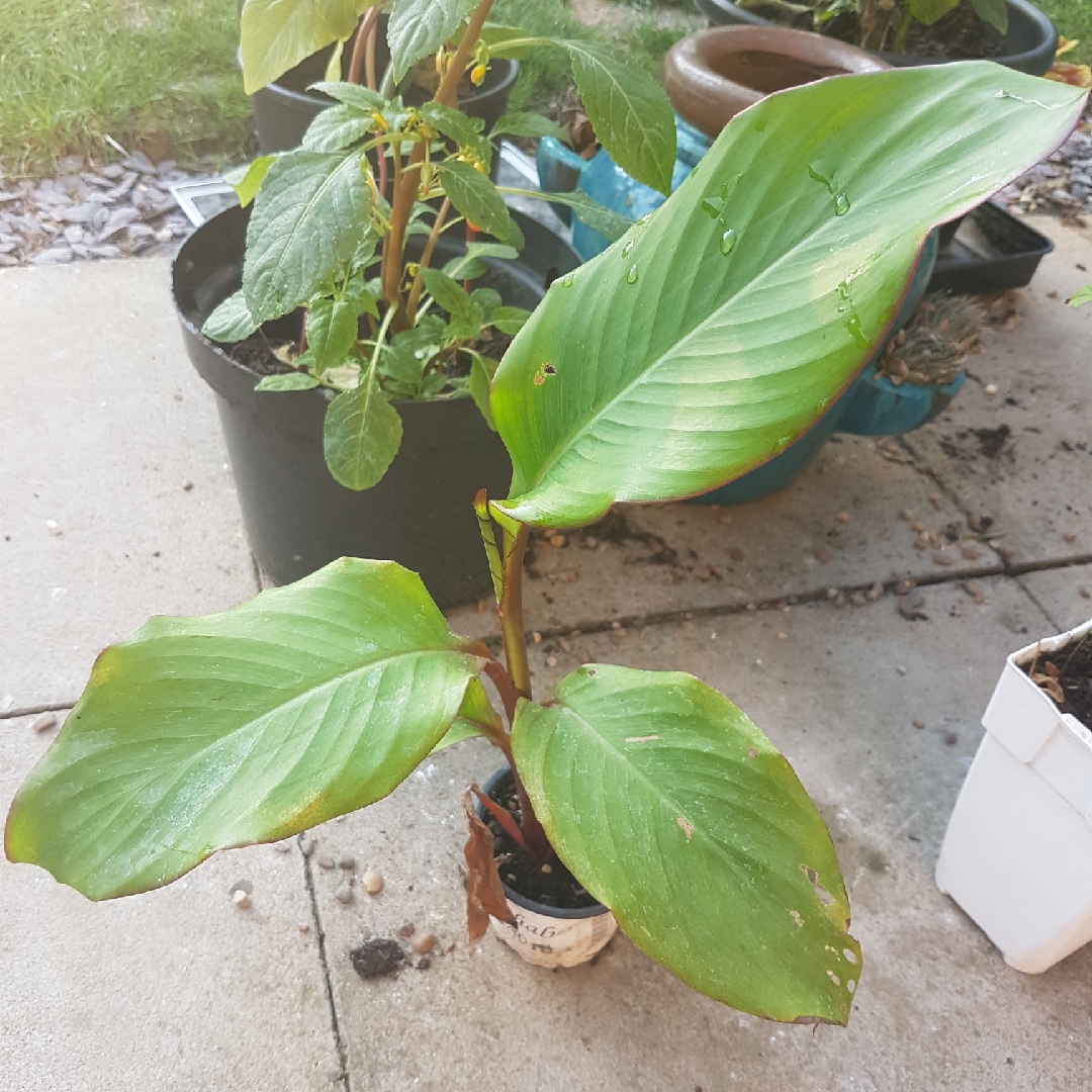 Canna (Species) Warscewiczs Canna in the GardenTags plant encyclopedia