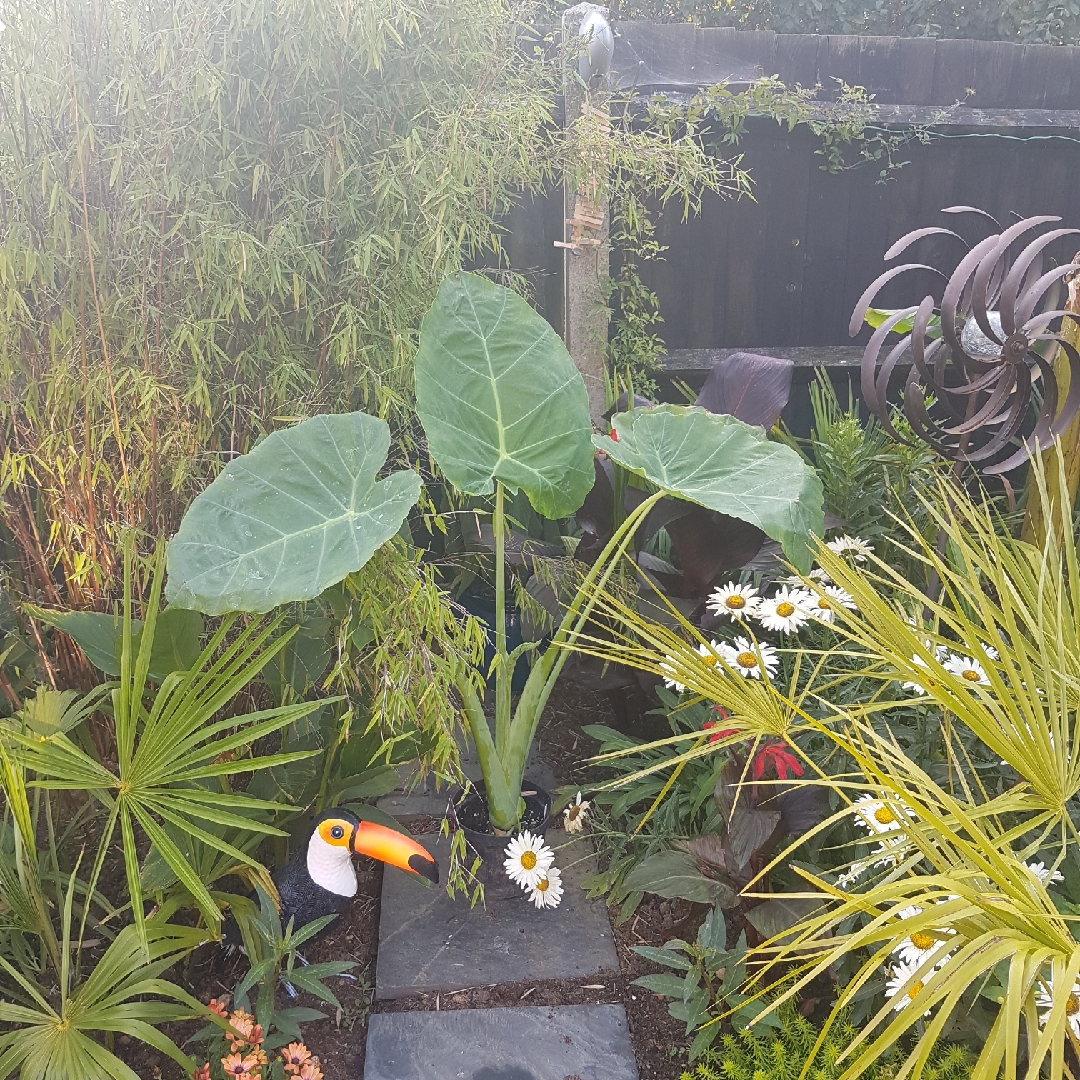 Giant Elephant Ear in the GardenTags plant encyclopedia