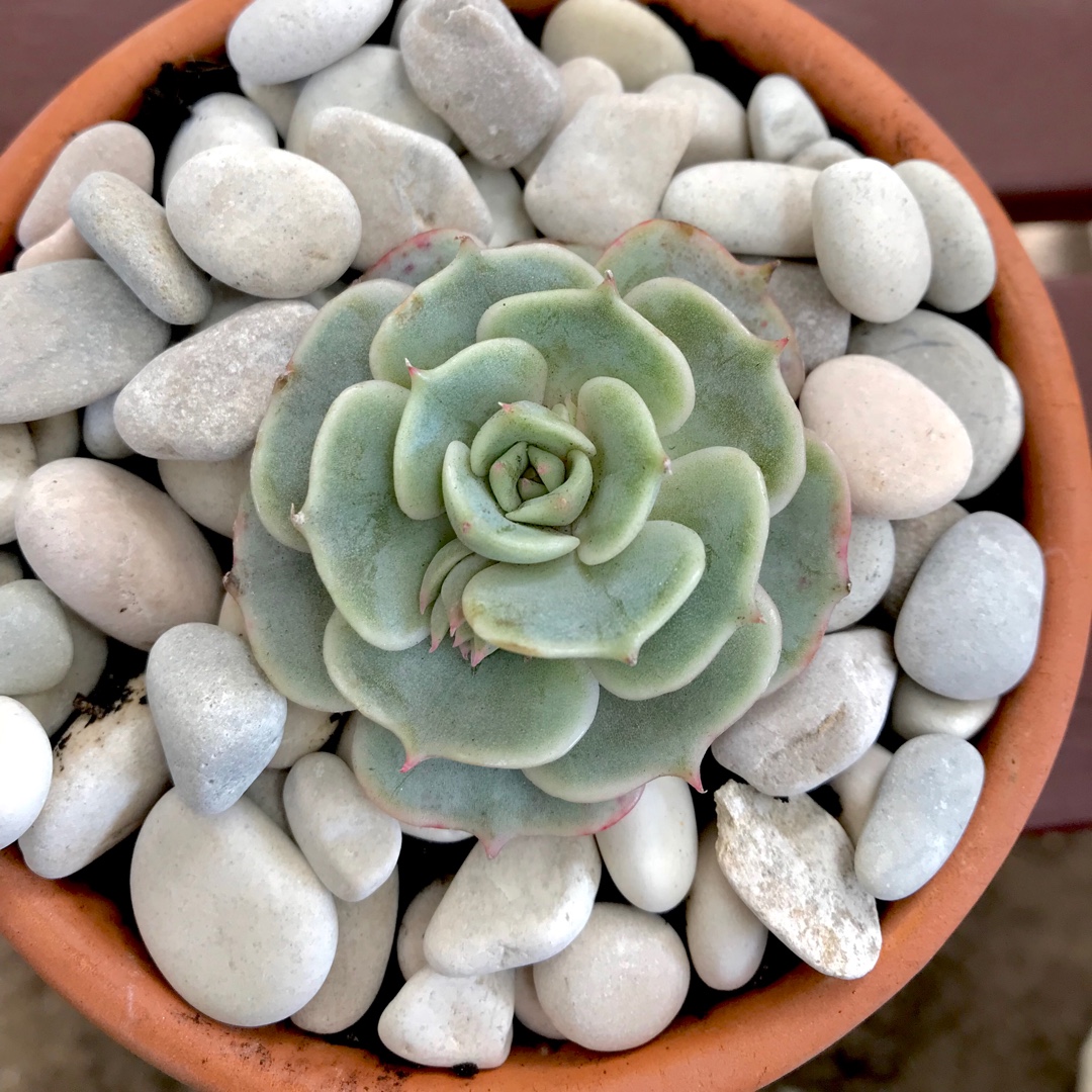 Echeveria Deresina in the GardenTags plant encyclopedia