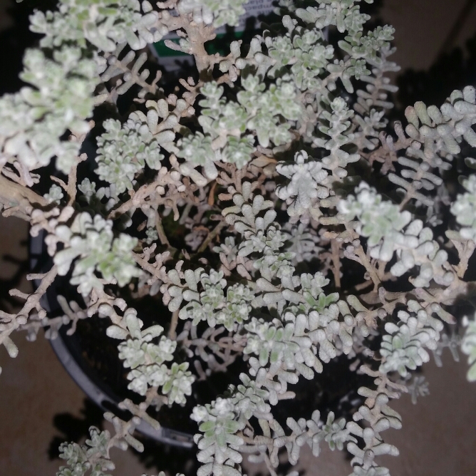 Pearl Bluebush in the GardenTags plant encyclopedia