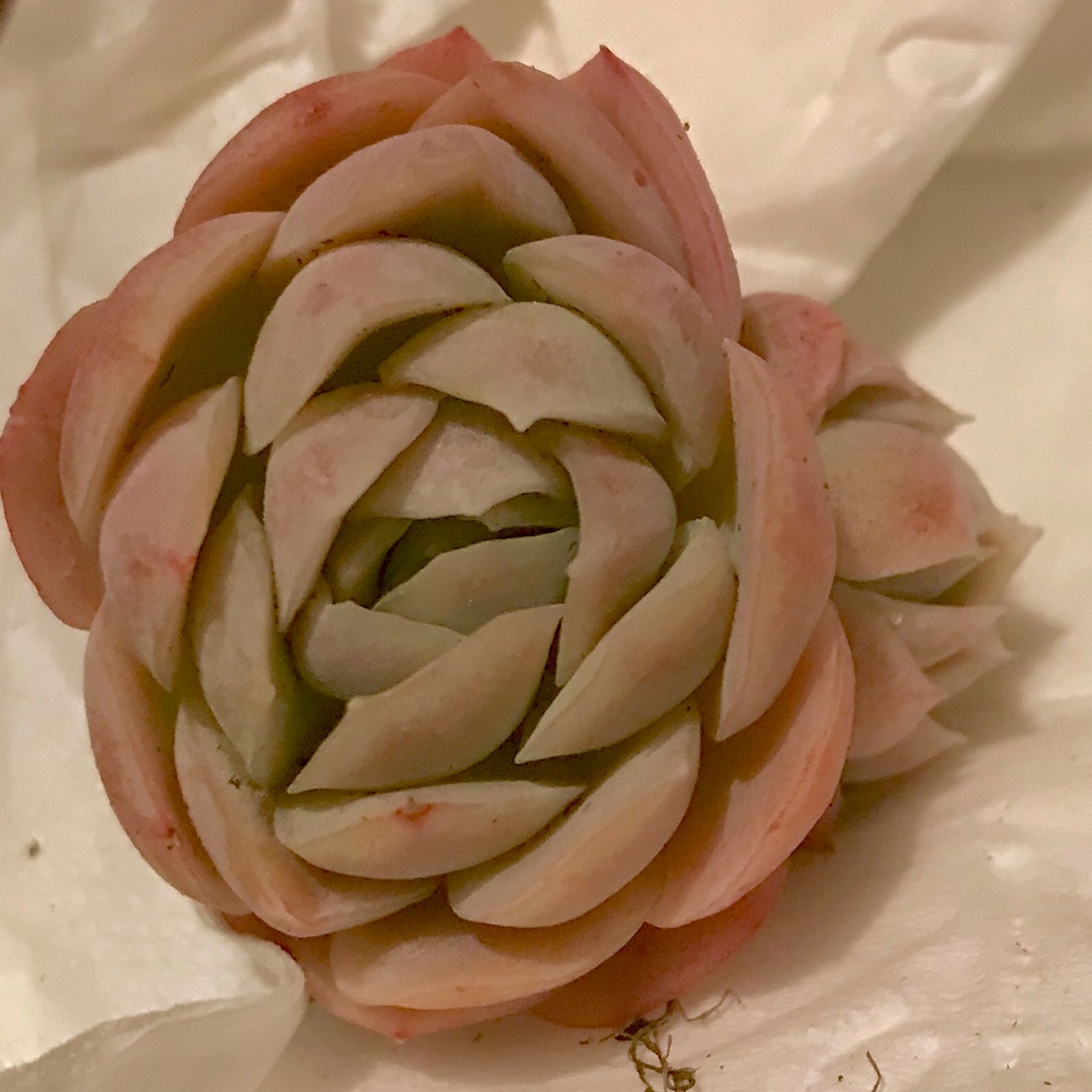 Echeveria Raspberry Ice in the GardenTags plant encyclopedia