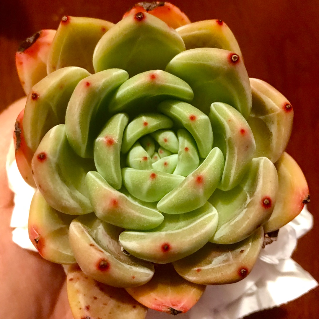 Echeveria White Night in the GardenTags plant encyclopedia