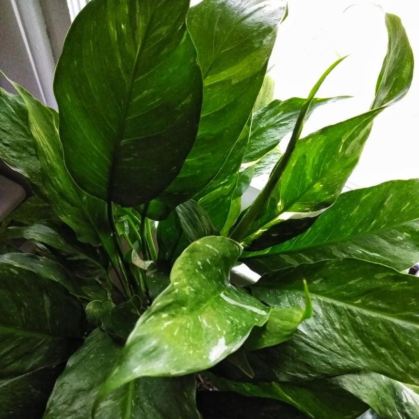 Variegated Peace Lily in the GardenTags plant encyclopedia