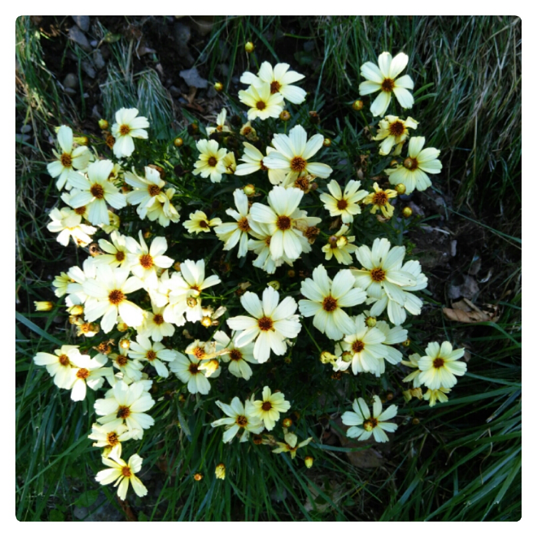 Coreopsis Tickseed Buttermilk in the GardenTags plant encyclopedia