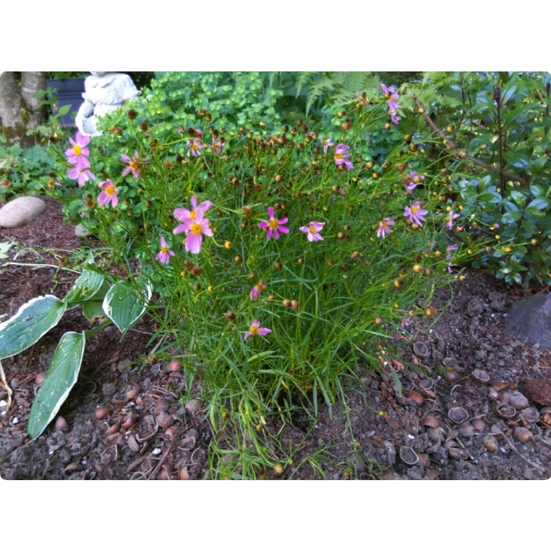 Tickseed American Dream in the GardenTags plant encyclopedia