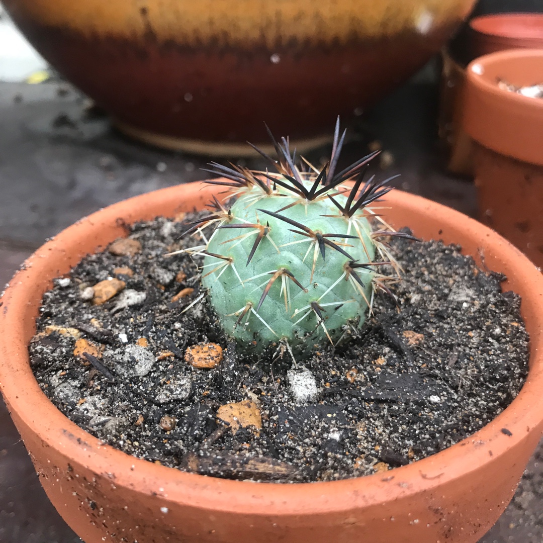 Tephrocactus alexanderi in the GardenTags plant encyclopedia