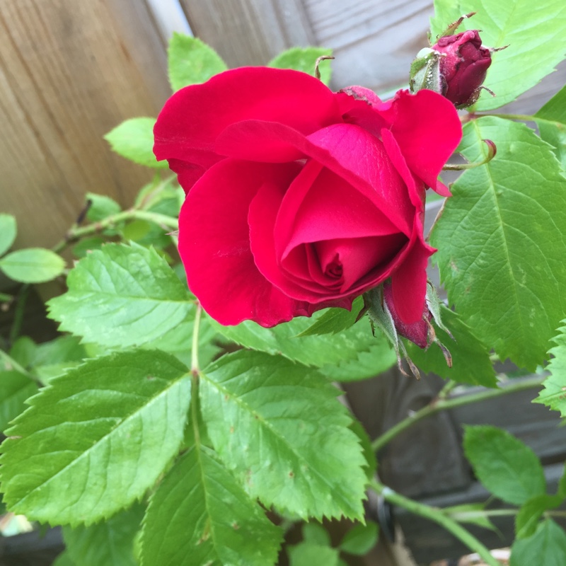 Rose Flammentanz (Climbing) in the GardenTags plant encyclopedia