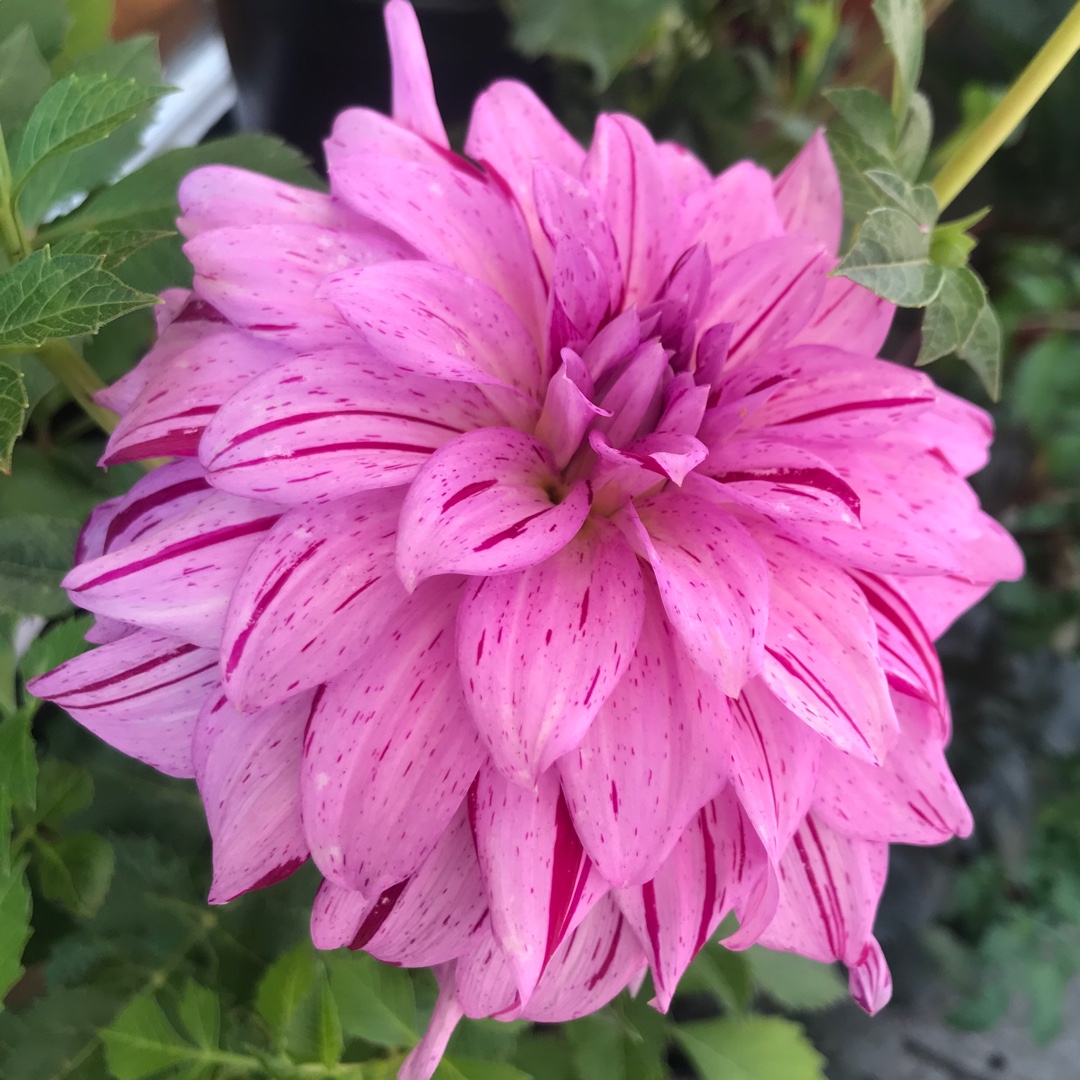 Dahlia Micks Peppermint in the GardenTags plant encyclopedia