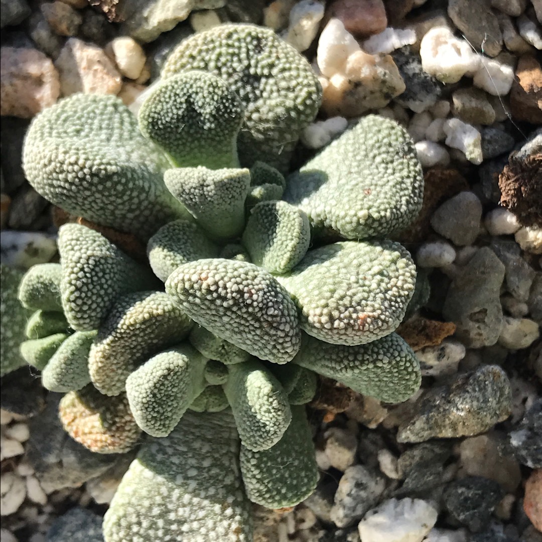 Aloinopsis Villetii in the GardenTags plant encyclopedia