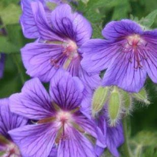 Purple Cranesbill in the GardenTags plant encyclopedia