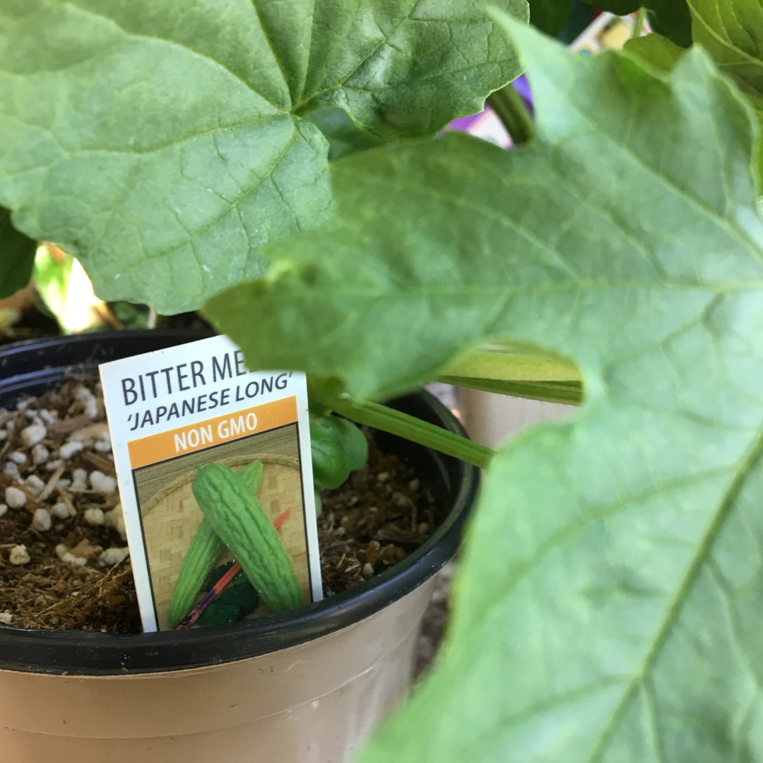 Bitter Melon Japanese Long in the GardenTags plant encyclopedia