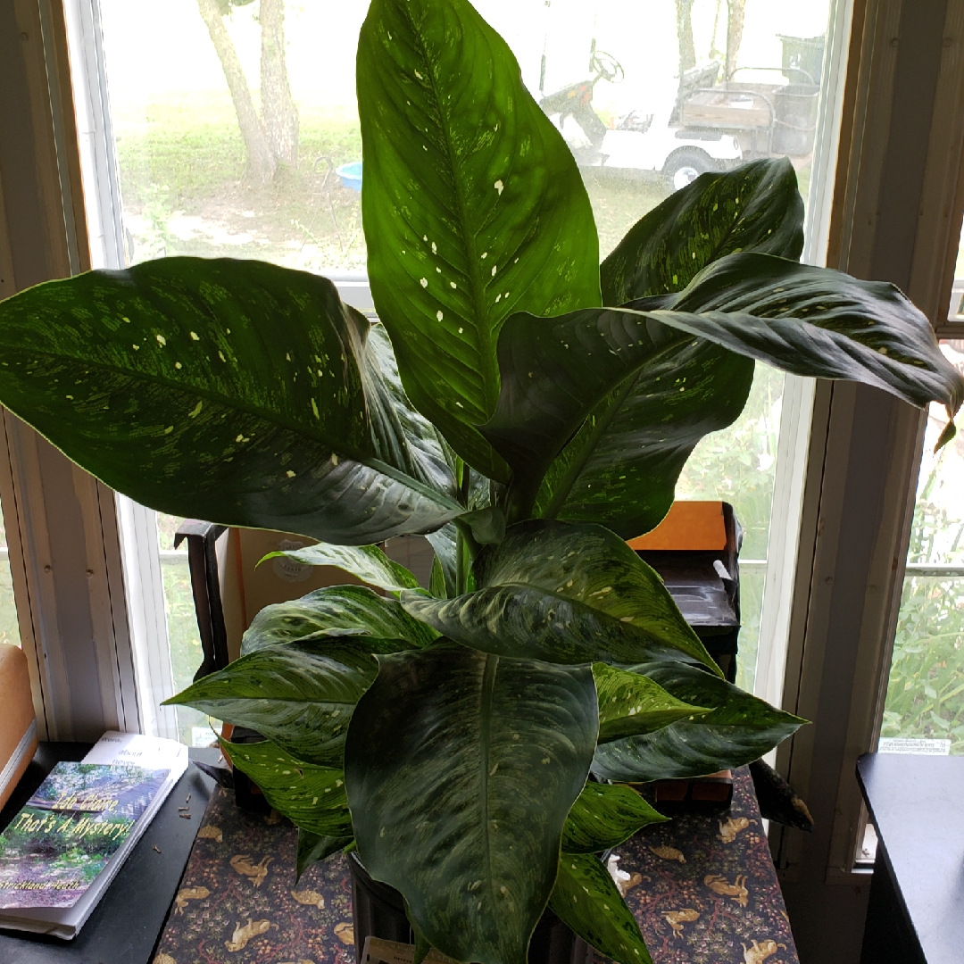 Dumb Cane Snow in the GardenTags plant encyclopedia