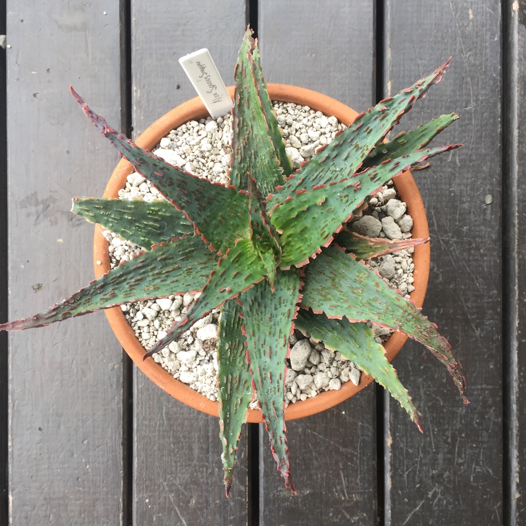 Aloe Snapper in the GardenTags plant encyclopedia