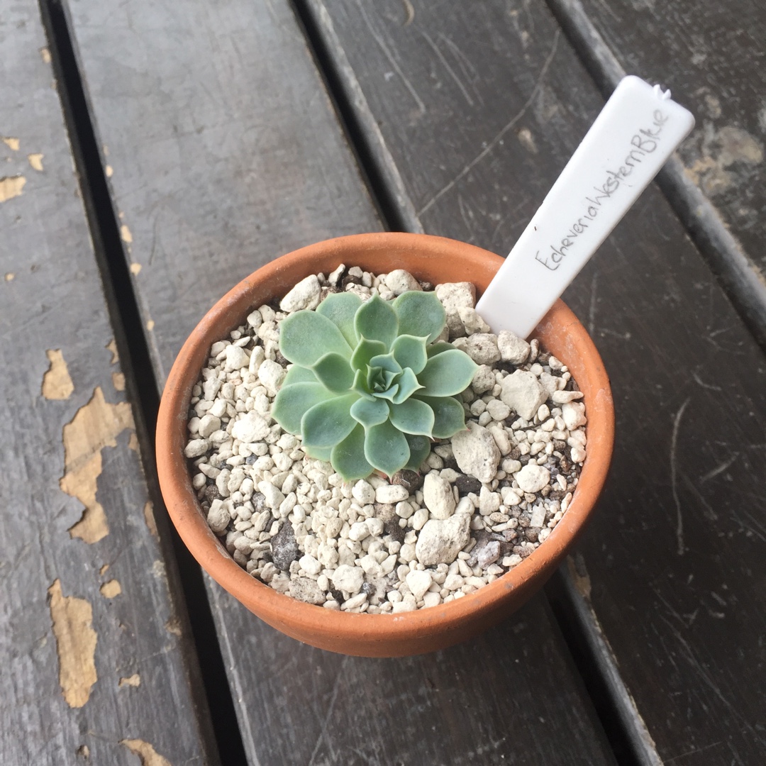 Echeveria Western Blue in the GardenTags plant encyclopedia