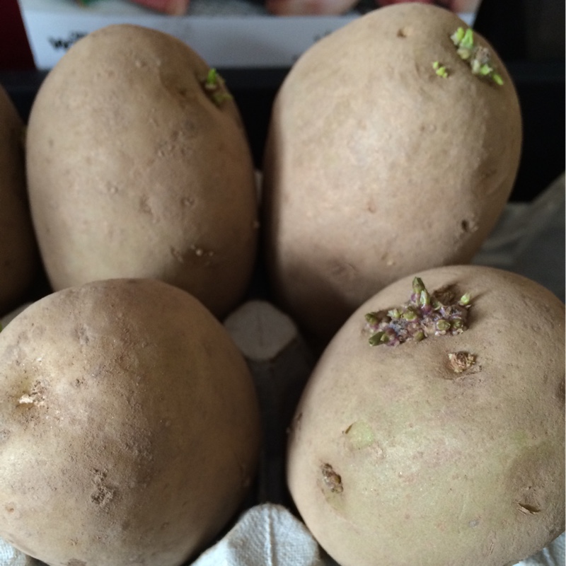 Potato Wilja in the GardenTags plant encyclopedia