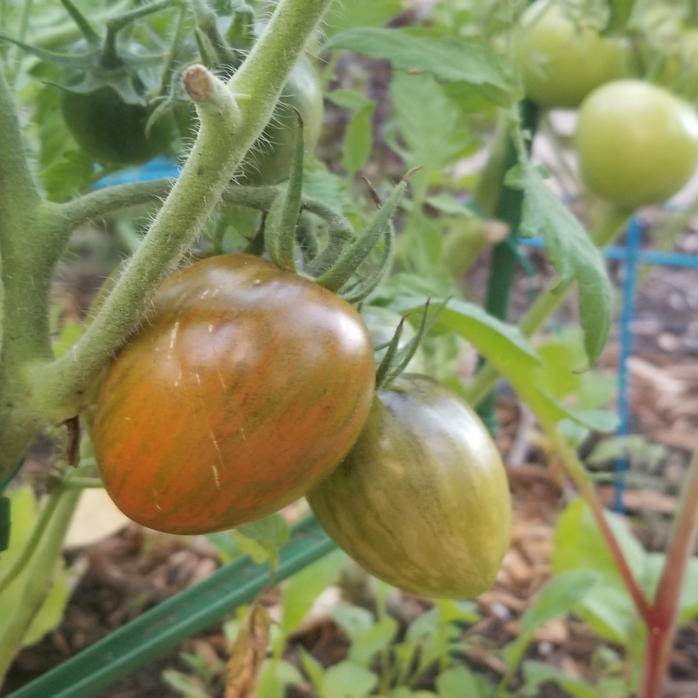 Tomato Atomic Grape in the GardenTags plant encyclopedia