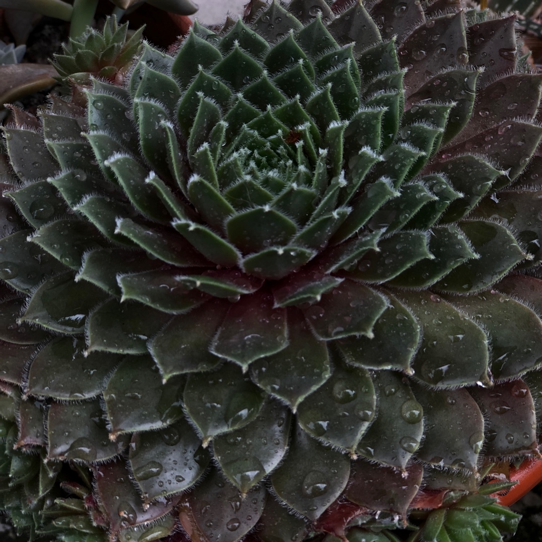 Sempervivum Deep Fire in the GardenTags plant encyclopedia