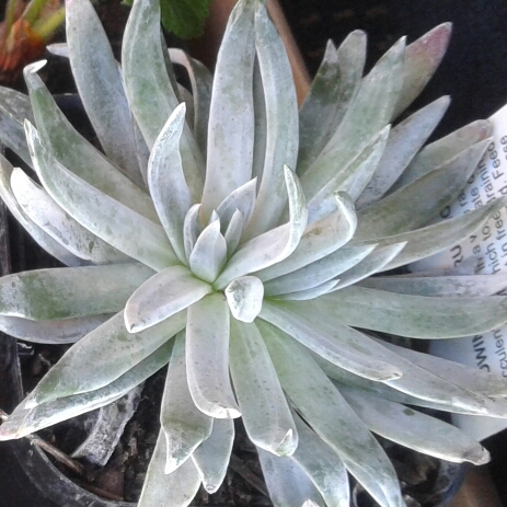 Dudleya Candida in the GardenTags plant encyclopedia