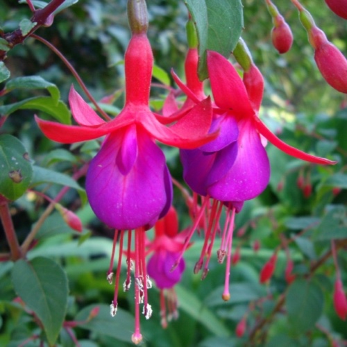 Fuchsia Margaret in the GardenTags plant encyclopedia