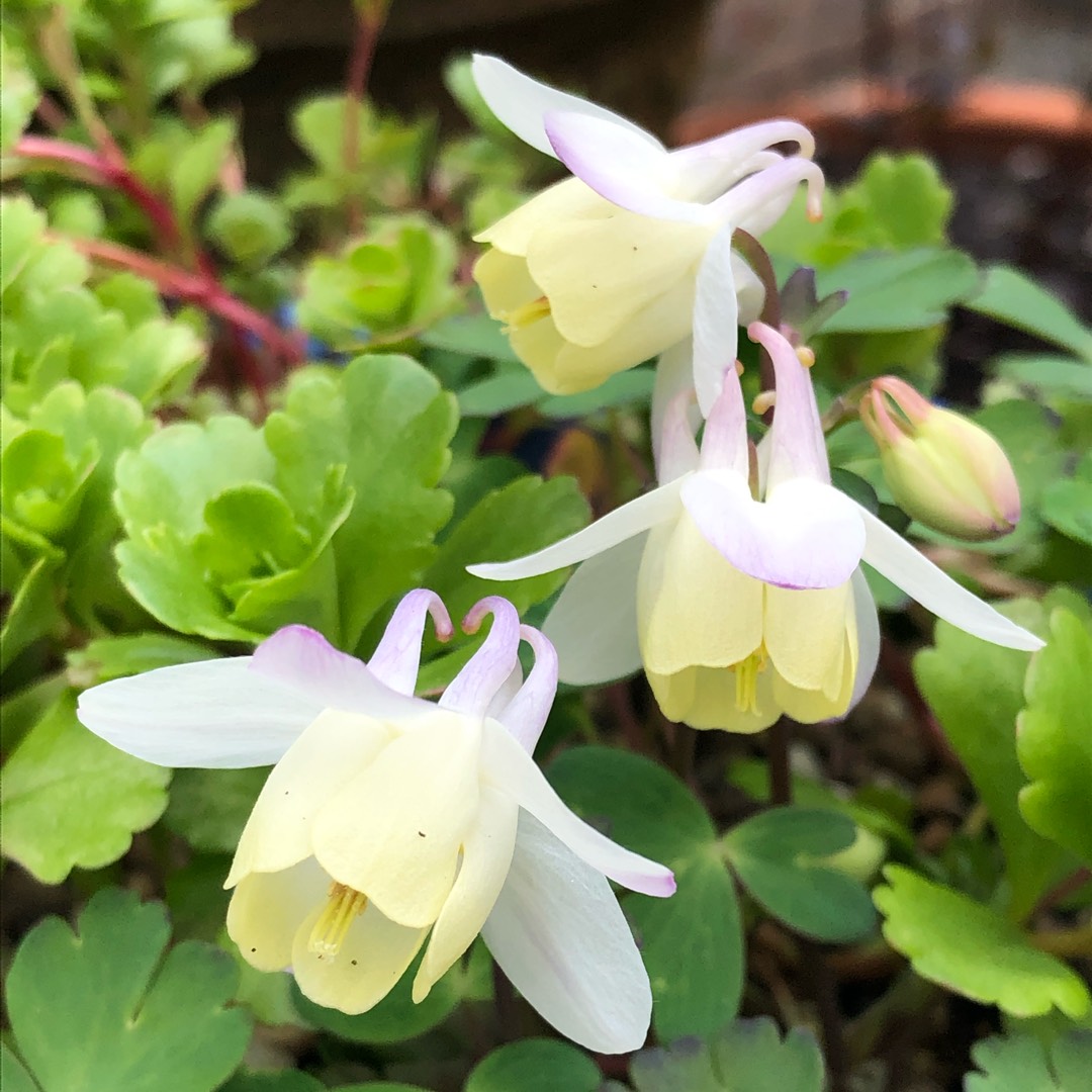 Columbine Cameo (Mix) in the GardenTags plant encyclopedia