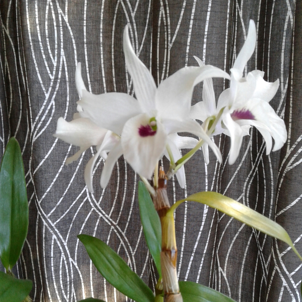 Dendrobium Orchid Cassiope in the GardenTags plant encyclopedia