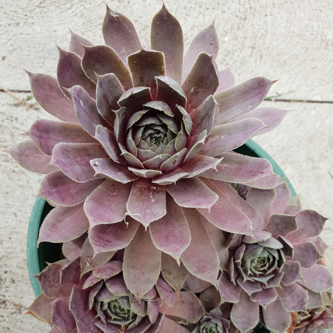 Sempervivum Purple Velvet in the GardenTags plant encyclopedia