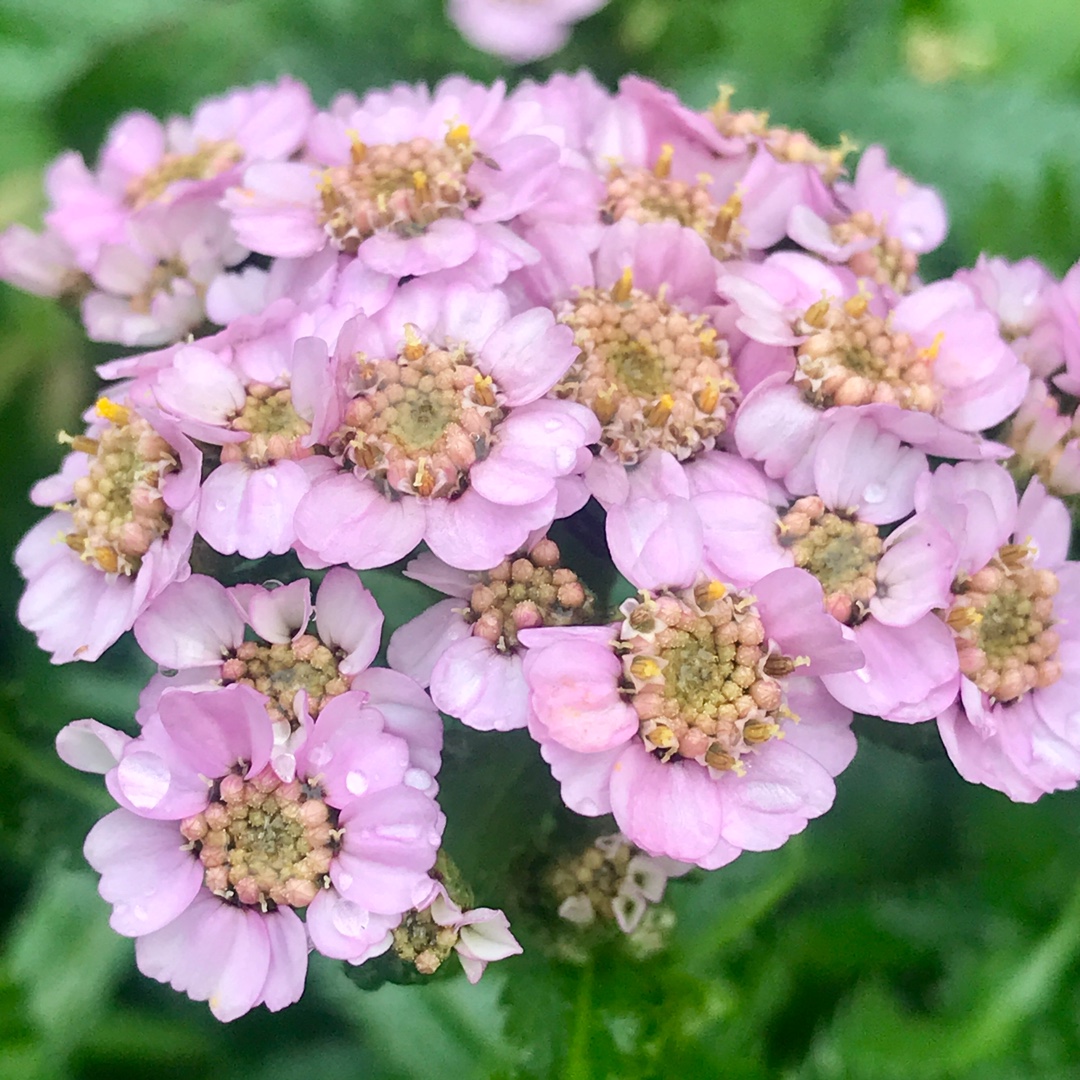 Yarrow Love Parade in the GardenTags plant encyclopedia