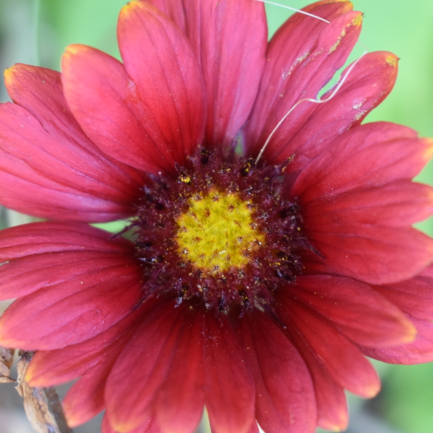 Blanket Flower Burgunder in the GardenTags plant encyclopedia