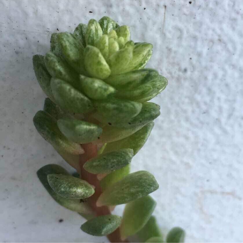 Cremnosedum Little Gem Variegated in the GardenTags plant encyclopedia