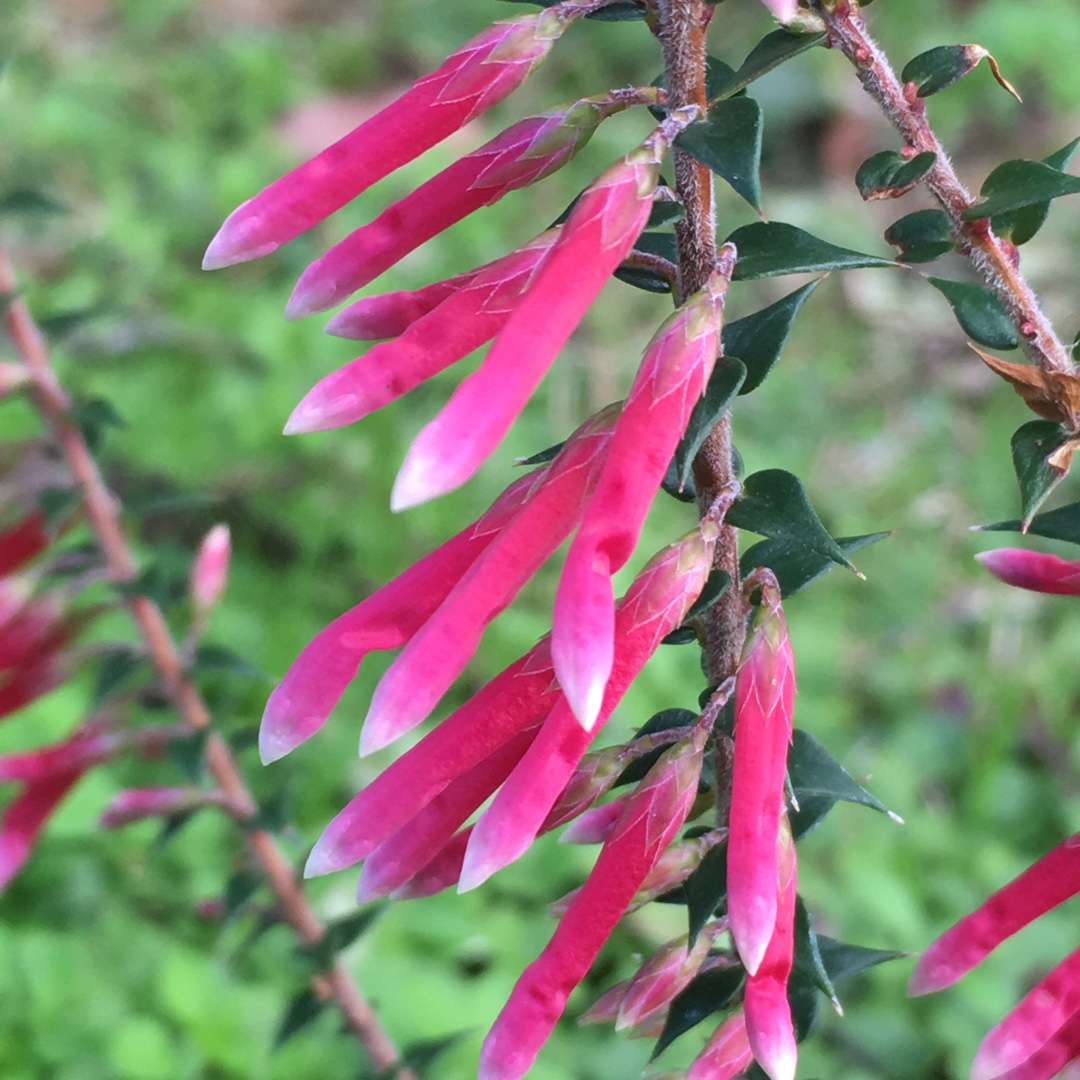 Fuchsia Heath in the GardenTags plant encyclopedia